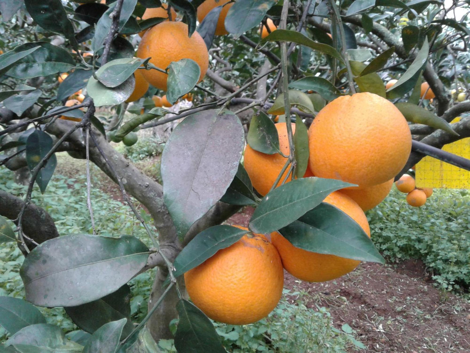 La Mimosa Case Vacanze مارسالا المظهر الخارجي الصورة